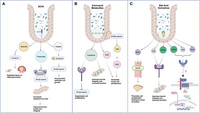 Host-gut microbiota derived secondary metabolite mediated regulation of Wnt/β-catenin pathway: a potential therapeutic axis in IBD and CRC